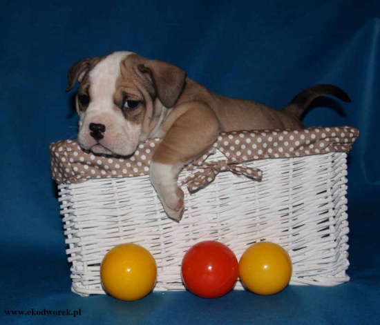American Bully