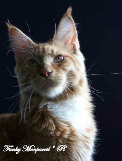 Sprzedam śliczne kocurki Maine Coon