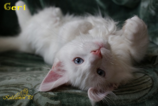 śliczne białe obłoczki i rudzielce - Maine coon