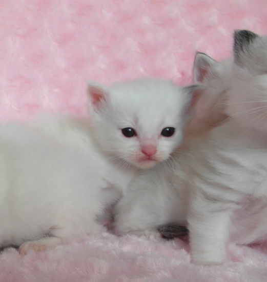 Kochane ragdolle z hodowli Teo-Cat*PL