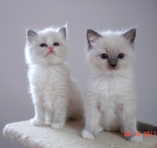 Ragdoll kochane kocięta z hodowli Teo-Cat*PL