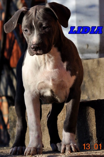 Amstaff-Amstaffy błękitne, grafitowe (FCI) 
