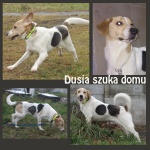 Dusia
