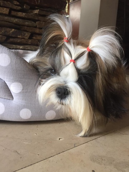 Lhasa apso -szczenięta particolor