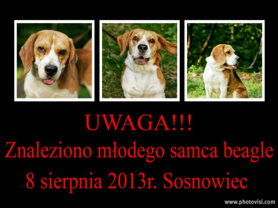 Znaleziono młodego samca beagle tricolor Sosnowiec 