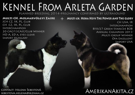 Akita Amerikanska sprzedać szczeniaky