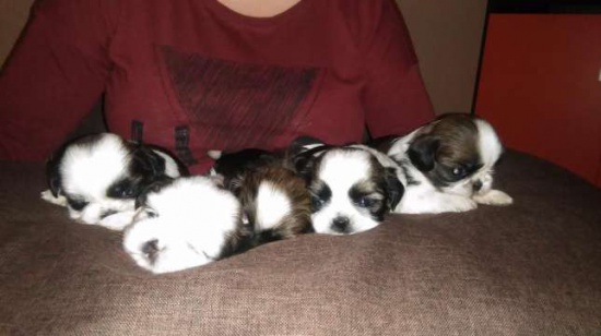 SHIH TZU trikolor 2 suczki ( szczeniaczki ). 