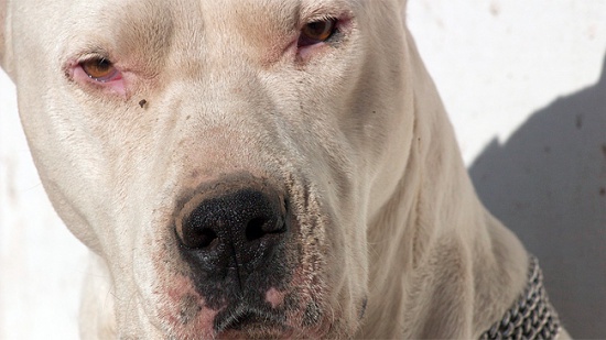 Hodowla Dogo Argentino FCI
