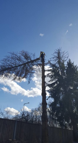 Wycinka i Pielęgnacja Drzew